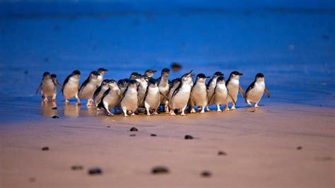 Penguin Parade Package