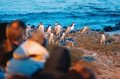 Penguin Parade visit Tips