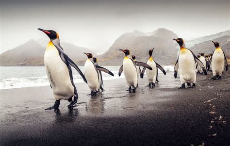 Penguin Photography