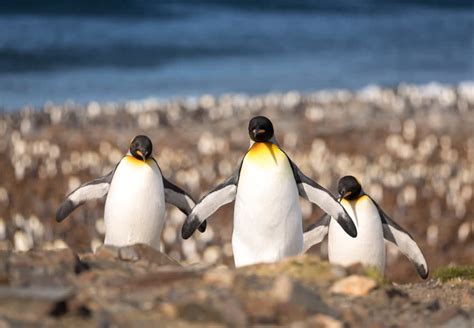 Penguin Tour Review