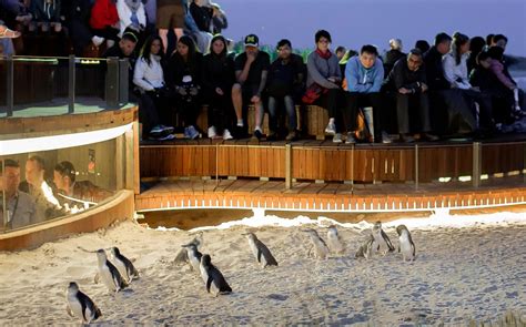 Penguin Viewing Experience