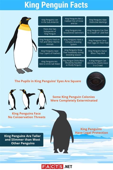Penguin facts