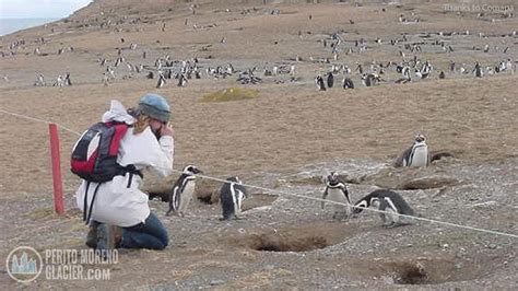 Penguin tour