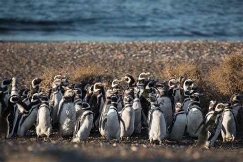 Penguins at Punta Tombo