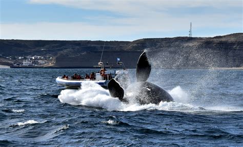 Peninsula Valdes Tour