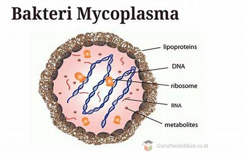 Penyakit Yang Disebabkan Oleh Bakteri Mycoplasma