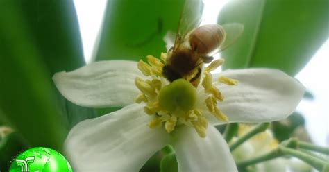 Penyerbukan Bunga Melati