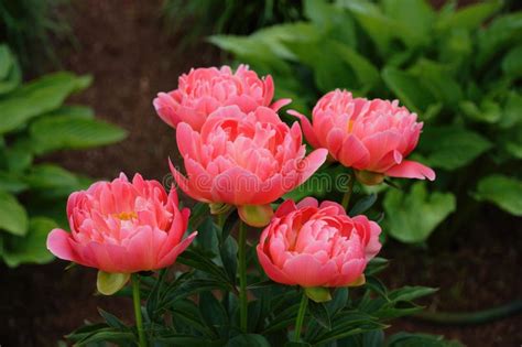 Peonies: Lush Spring Delights