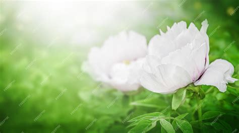 Peonies for Spring/Summer