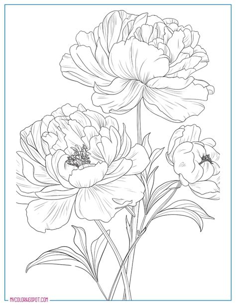 Peony Coloring Page