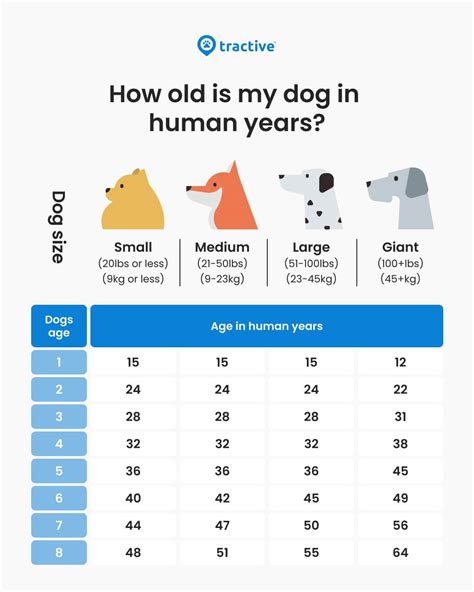People Years To Dog Years