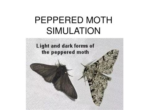 Pepered Moth Game