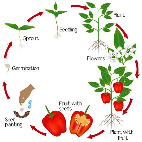 Pepper Plant Growth Cycle