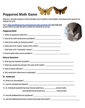 Peppered Moth Game Worksheet