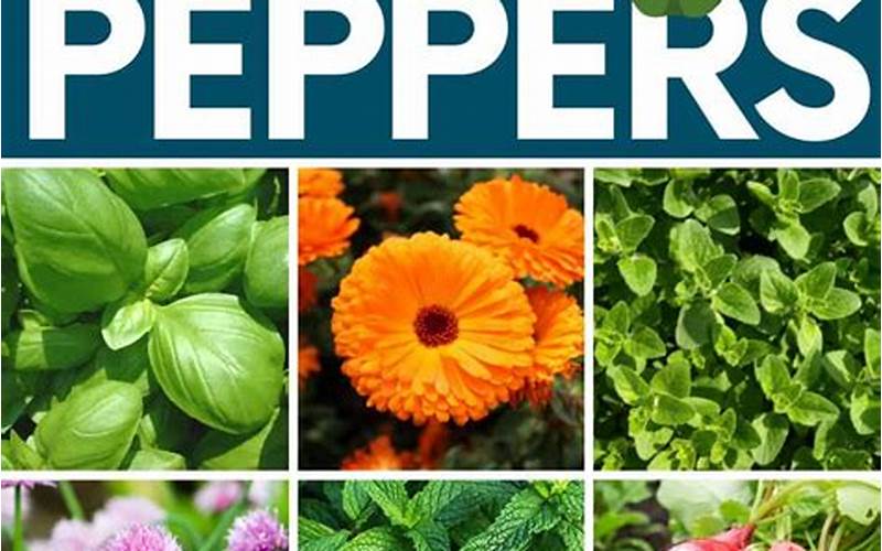 Peppers As Companion Plants