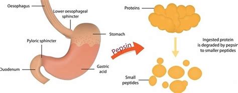 Pepsin Enzyme: Digestion, Function & Health Benefits
