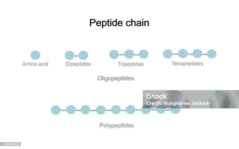 Peptida