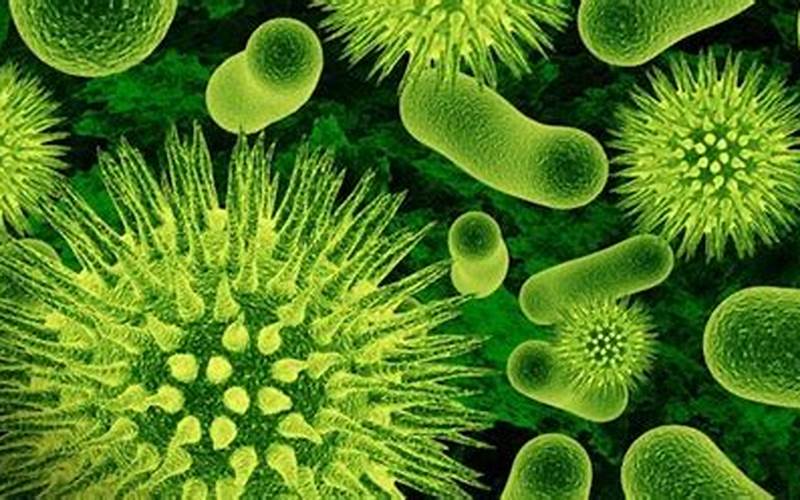 Peran Bakteri Dalam Kehidupan