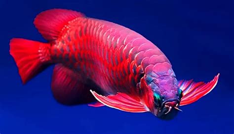 Peran Ikan Hias dalam Seni dan Tradisi Jepang