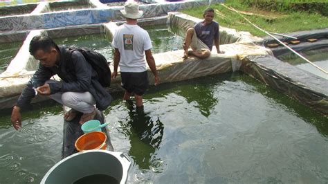 Peran Perawatan Benih Ikan Indonesia
