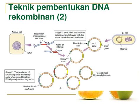 Peran Plasmid Dalam Rekayasa Genetika