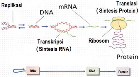 Peran RNA di Indonesia