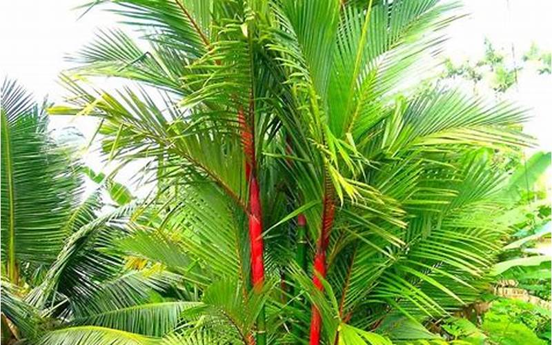 Perawatan Pohon Palm Merah