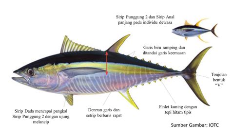 Perawatan dan Pemeliharaan Ikan Tuna