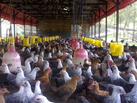 Perawatan Lingkungan Ayam Kampung Super