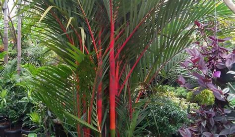 Perawatan Pohon Palm Merah