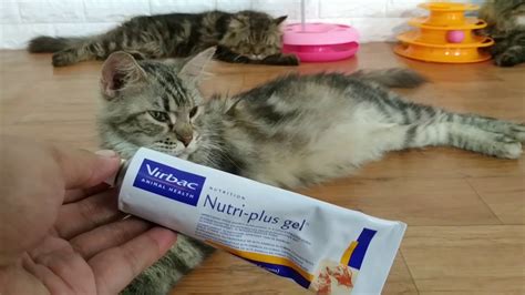 Perawatan Tambahan untuk Meningkatkan Nafsu Makan Kucing