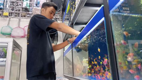 Perawatan Tank Budidaya Ikan Glofish