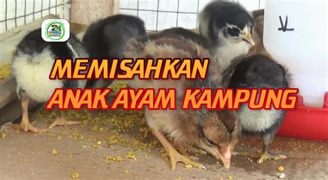 Perawatan anak ayam suhu indonesia