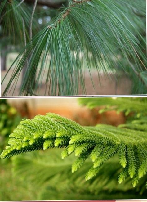 Perbedaan Pinus Dan Cemara