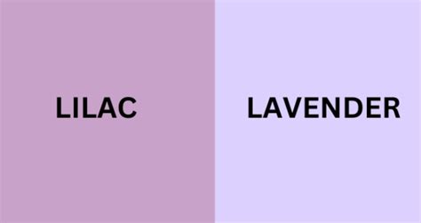Perbedaan Warna Lilac Dan Lavender