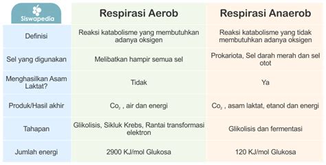 Perbedaan Bakteri Aerob dan Anaerob
