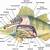 Perch Anatomy
