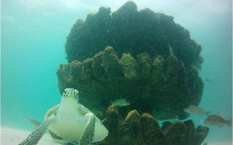 Perdido Key Snorkel Reef