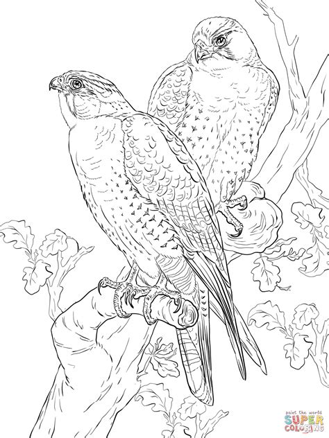 Peregrine Falcon Colouring Pages