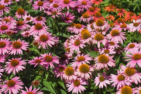 20 Longest Blooming Perennial Flowers For Everlasting Beauty