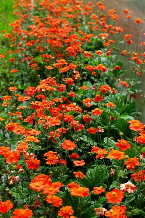 Perennial With Orange Flowers