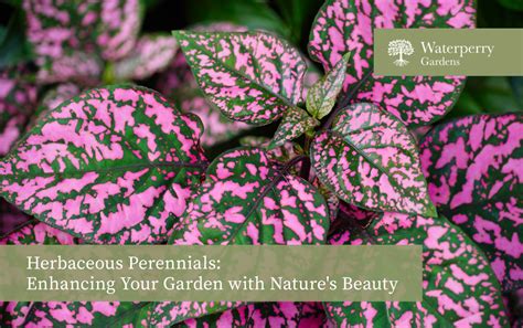 Perennials Beauty That Returns