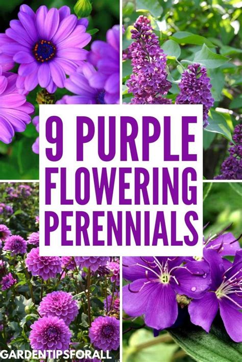 Perennials for Different Climates