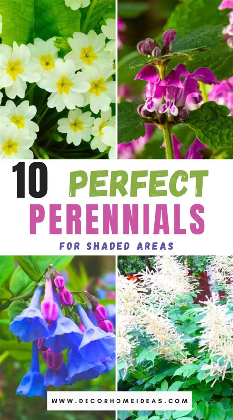 Perennials for Shady Retreats