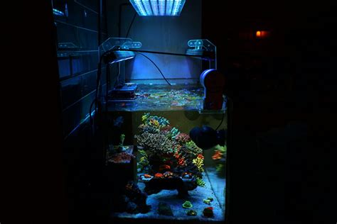 Perfect Lighting Setup for Maximum Coral Pop