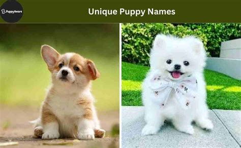 Perfect Puppy Names