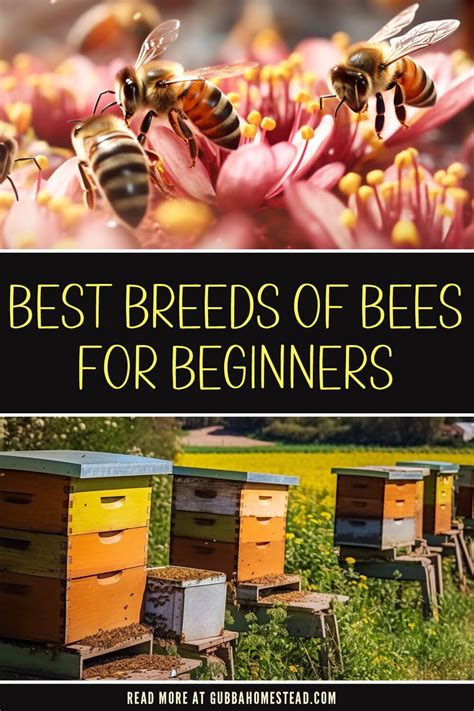 Perfect for Beginners and Busy Bees