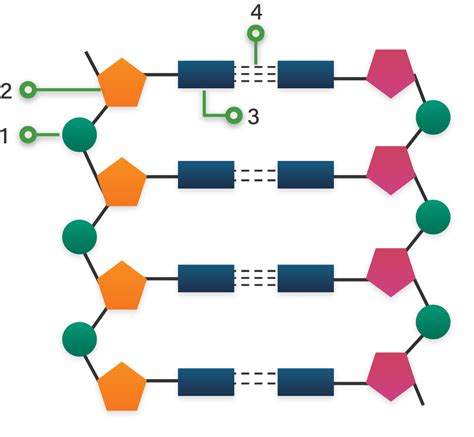 Perhatikan Struktur DNA: Jumlah Nukleotida yang Perlu Diperhatikan