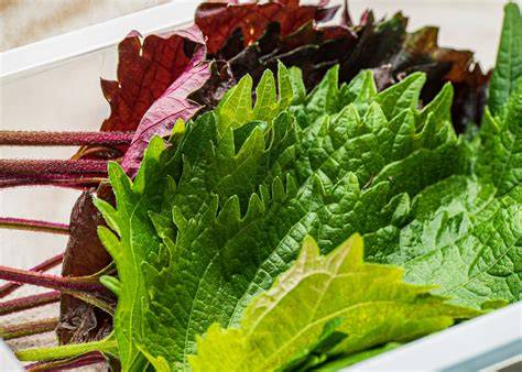 Perilla Leaves Substitute