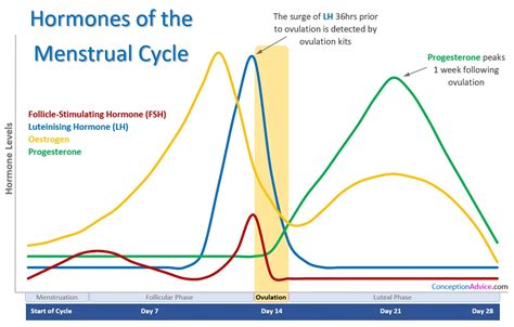 Period Hormone Cycle Chart